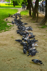 Columba livia domestica