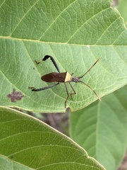 Leptoglossus cinctus