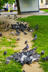 Columba livia domestica