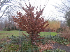 Parrotia subaequalis