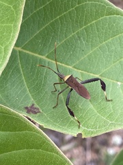 Leptoglossus cinctus