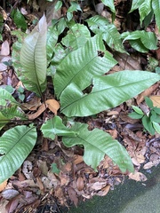 Tectaria singaporiana