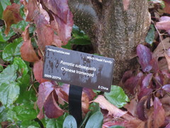 Parrotia subaequalis