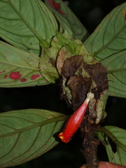 Columnea dimidiata