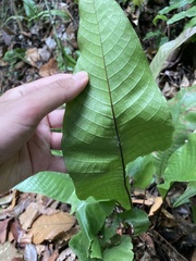 Tectaria singaporiana