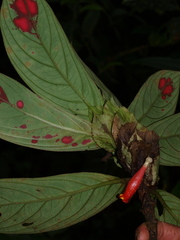Columnea dimidiata