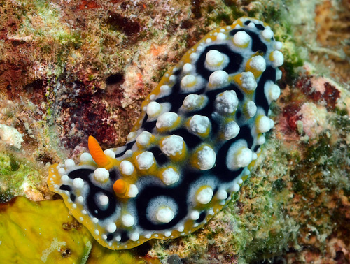 Ocellate Phyllidia