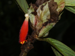 Columnea dimidiata