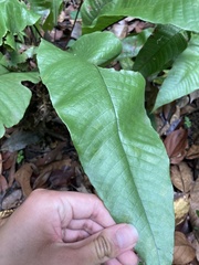 Tectaria singaporiana