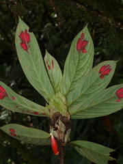 Columnea dimidiata