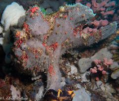 Antennarius maculatus