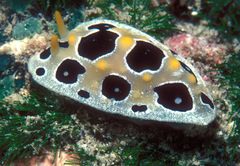 Phyllidia ocellata