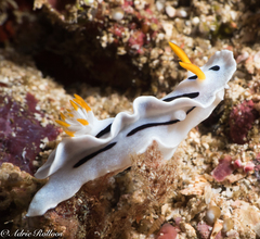 Chromodoris alcalai