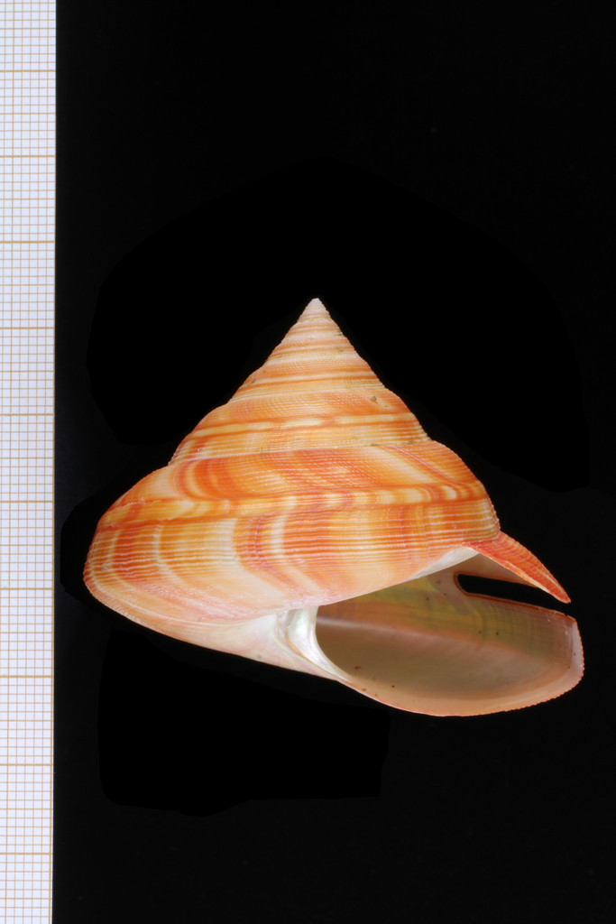 Bayerotrochus