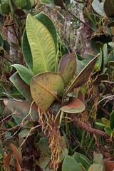 Garcinia amplexicaulis