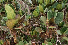 Garcinia amplexicaulis