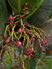 Garcinia amplexicaulis