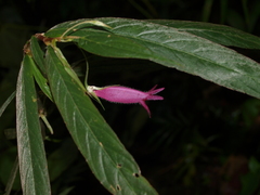 Columnea filipes