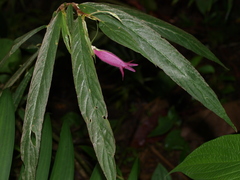 Columnea filipes