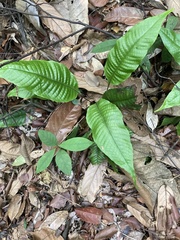 Tectaria singaporiana