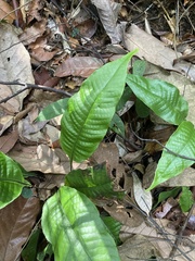 Tectaria singaporiana