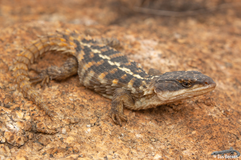 Transvaal Girdled Lizard