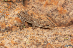 Lygodactylus ocellatus