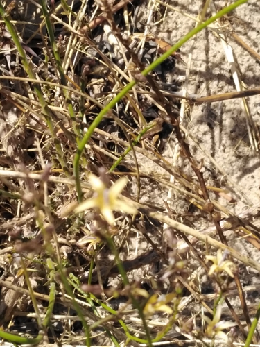 Image of Wahlenbergia adpressa by no rights reserved