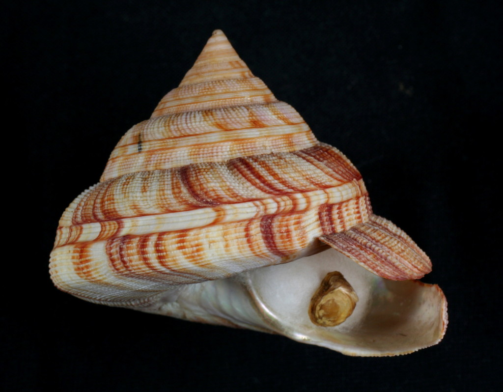 Atlantic slit shell