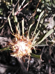 Leucospermum tomentosum