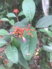 Palicourea marcgravii
