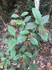Palicourea marcgravii