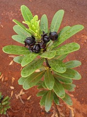 Xanthostemon aurantiacus