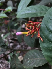 Palicourea marcgravii