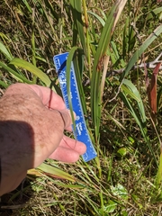 Panicum amarum amarulum