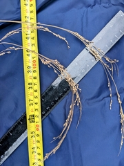 Panicum amarum amarulum