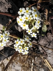 Manulea corymbosa