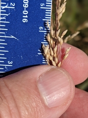 Panicum amarum amarulum