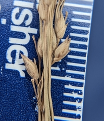 Panicum amarum amarulum