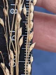 Panicum amarum amarulum