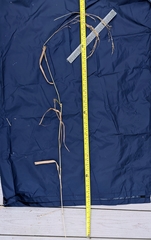 Panicum amarum amarulum