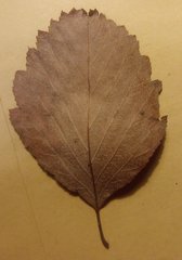 Karpatiosorbus franconica