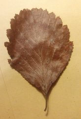 Karpatiosorbus franconica
