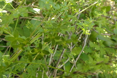 Galium porrigens porrigens