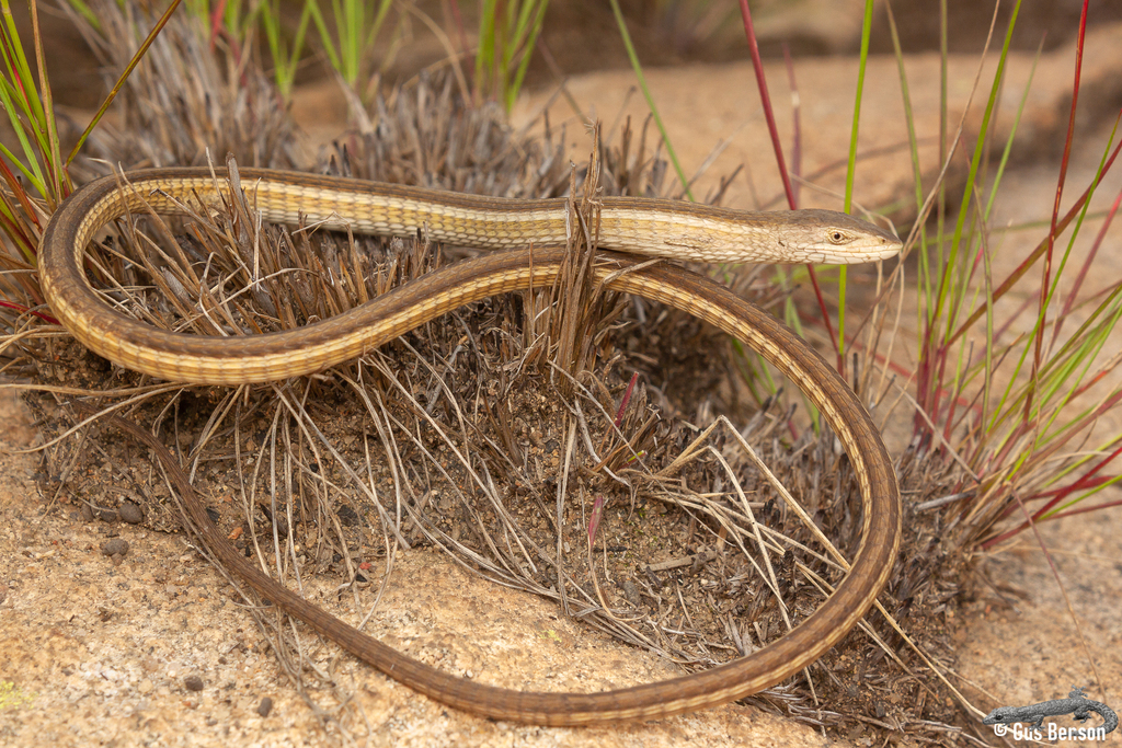 Cape Snake Lizard
