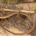 Cape Snake Lizard - Photo (c) Gus Benson, some rights reserved (CC BY-NC), uploaded by Gus Benson