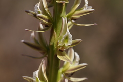 Prasophyllum brownii