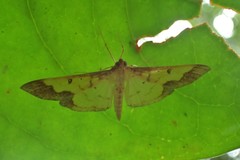 Meroctena