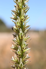 Prasophyllum brownii
