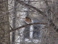 Fringilla coelebs
